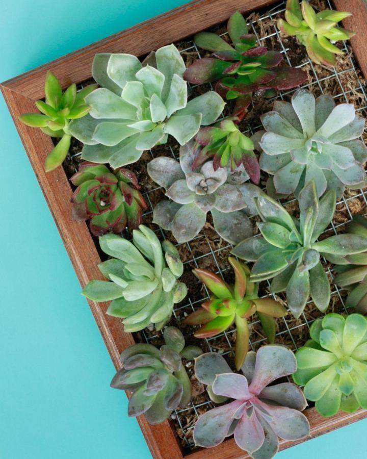 Natural wood frame succulent planter ideas from Amber Oliver with wire mesh grid holding various green and purple succulents on turquoise background.