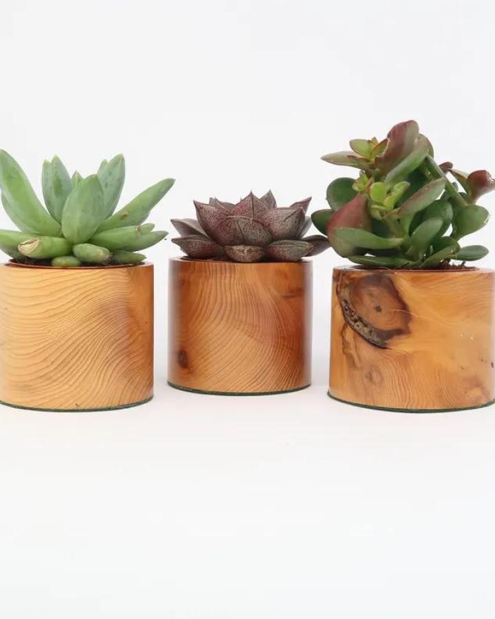 Natural wooden cylinders from LincsWoodCrafts featuring succulent planter ideas with rich wood grain and smooth finish.