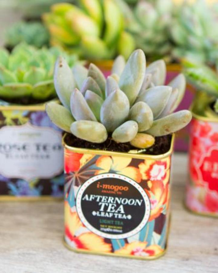 Floral vintage tea tin succulent planter ideas from The Holiday Mama with soft pale green succulent leaves.