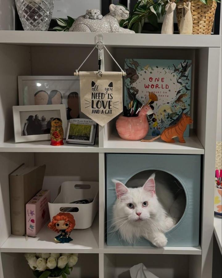White cat lounging in a pastel blue cube on ikea kallax bookshelf styling ideas by @jackandfinn.themainecoons. Cozy, playful, and personalized shelf decor.