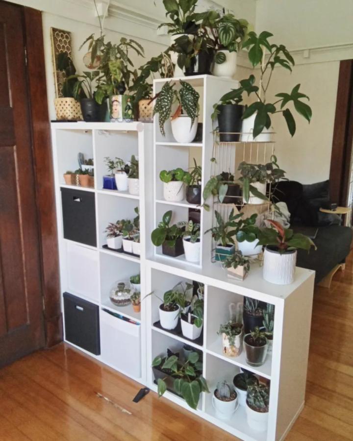 White Ikea Kallax bookshelf filled with diverse potted plants and black storage cubes by @downundergreenery creating stylish ikea kallax bookshelf styling ideas.