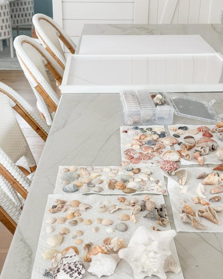 White and beige seashells neatly arranged on paper towels at a crafting table from life on virginia street showing collection for beach-inspired DIY decor.