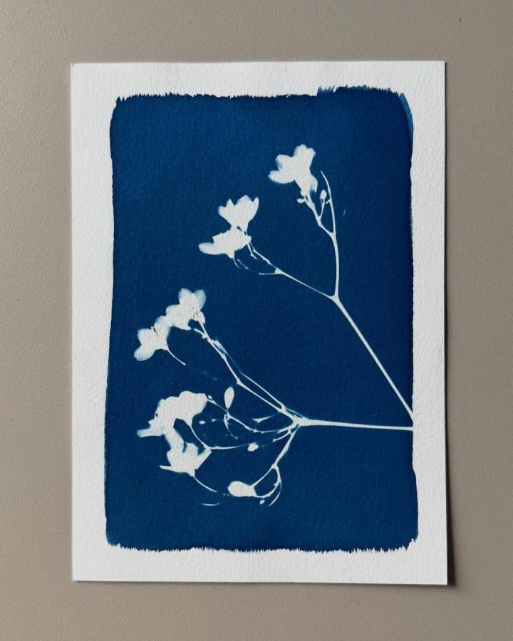 Blue cyanotype floral print on white paper by @greeshmap showcasing unique sun-exposed botanical silhouettes for summer art projects