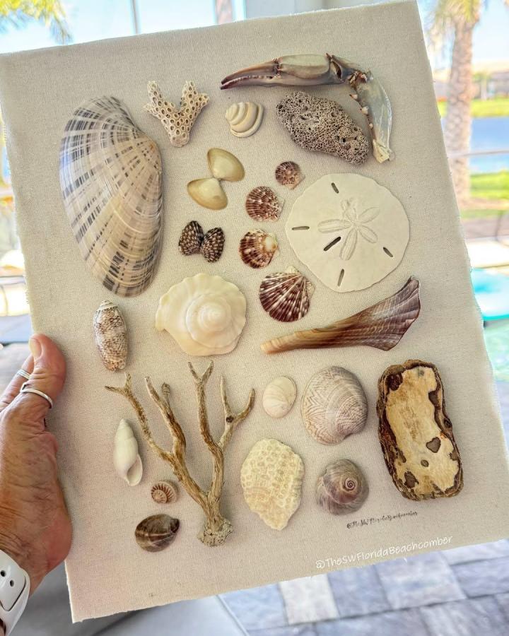Shells and coral pieces arranged on a neutral canvas for summer crafts for adults by @theswfloridabeachcomber. Natural textures and soft beach colors create coastal art.