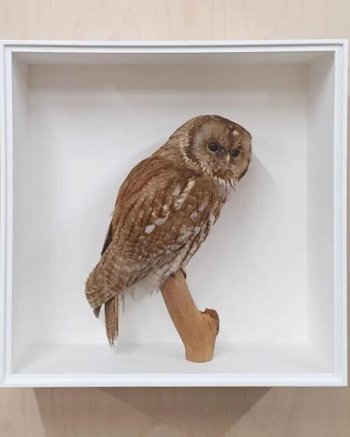 Natural brown and tan feathered owl perched on wood branch inside white shadow box from @theframingroom. Detailed layered craft artwork.