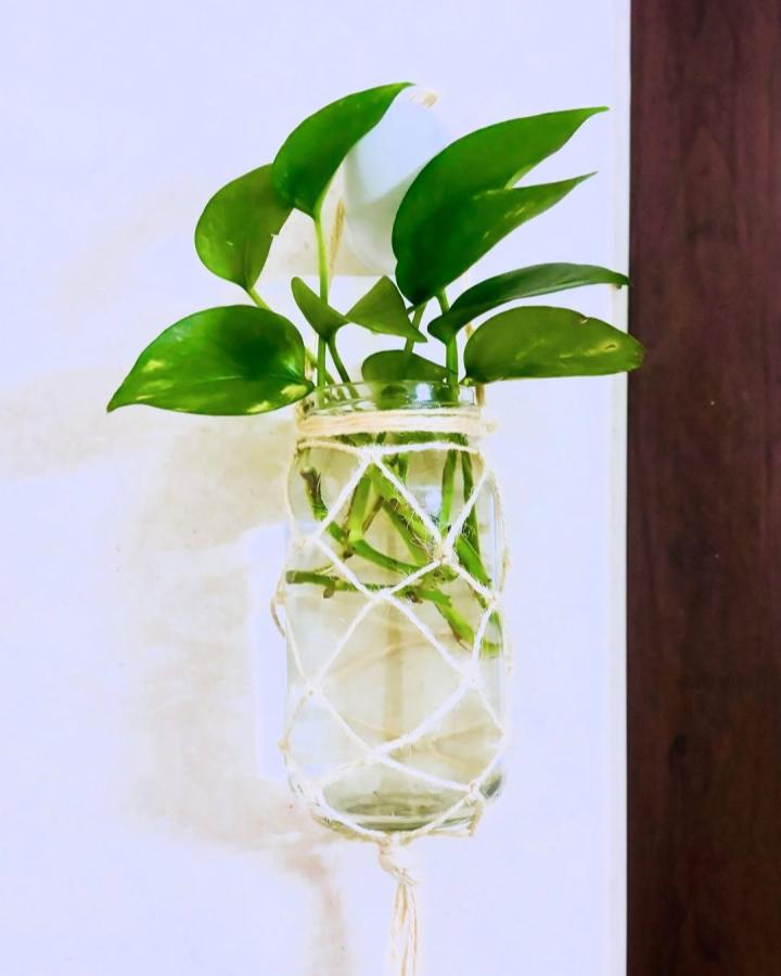 Natural twine wrapped glass jar planter from @teals_n_tales. Fresh green leaves in minimalist wall decor.