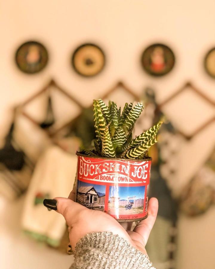 Vintage red and blue repurposed can planter from @shelbistyles with striped succulent indoors rustic charm.