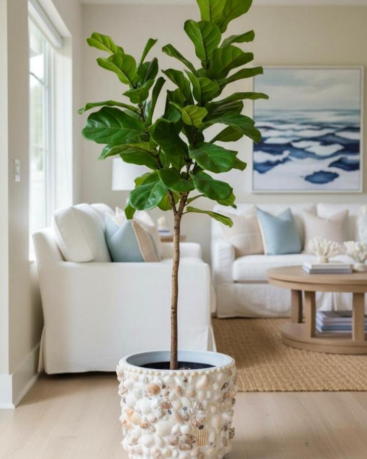 Cream shell-covered planter from @ohanaseadesigns. Coastal indoor greenery with a tall fiddle-leaf fig.