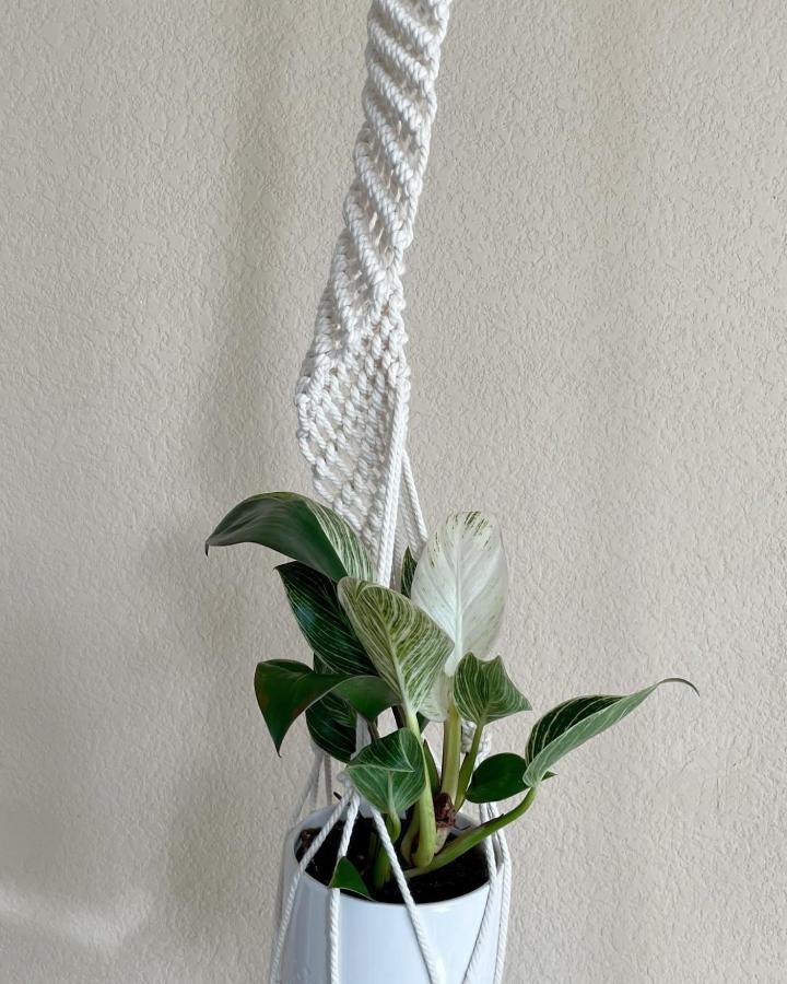White twisted macrame plant hanger from @lohos.handmade. A variegated houseplant rests in a white ceramic pot.