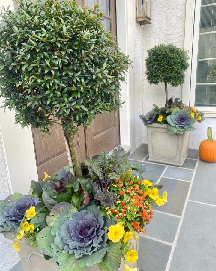 Stone-colored urn planters from @urnedelegance. Ornamental cabbages, yellow pansies, berries, topiary, and pumpkins welcome autumn.