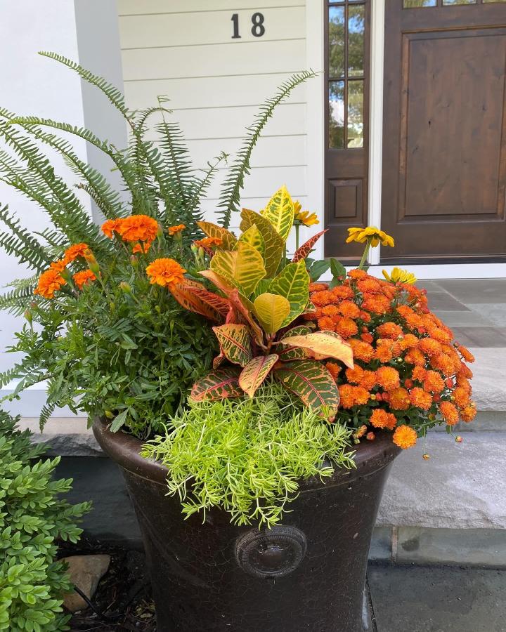 Dark-brown layered porch planter from @curbsidecuratormn. Ferns, croton, marigolds, and mums create a lush autumn display.