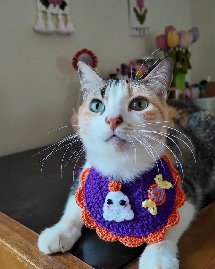 Cat wearing a purple crocheted Halloween bib with a tiny ghost, pumpkins, flowers, and orange scalloped trim